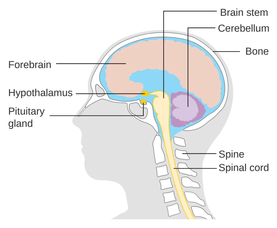 Diagram of the main parts of the brain: cerebral hemispheres, cerebellum, brain stem, hypothalamus, pituitary gland and spinal cord