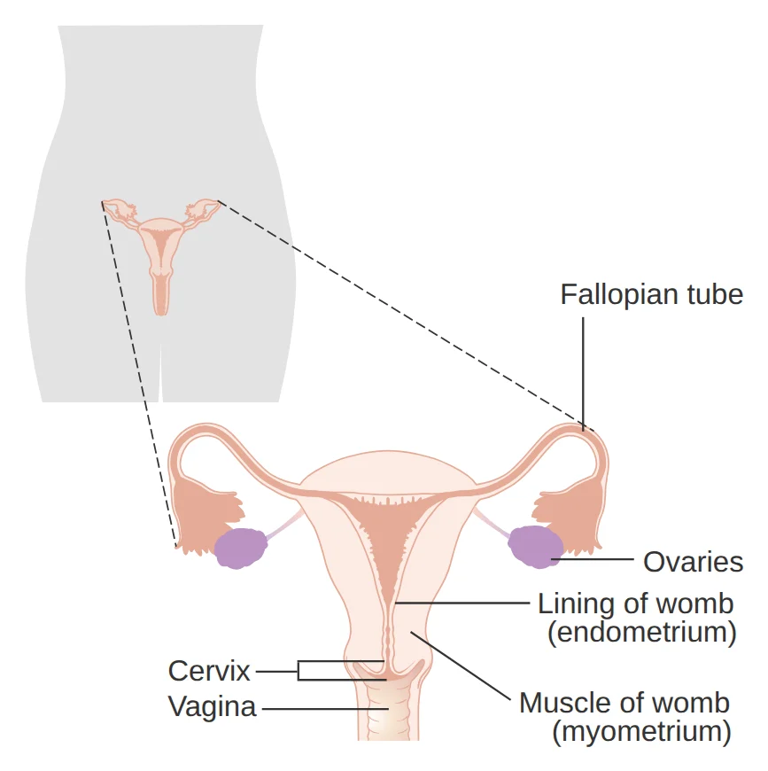 Diagram of the female reproductive system: cervix, inner lining of the womb (endometrium), muscle wall of the womb, ovaries, fallopian tubes and vagina