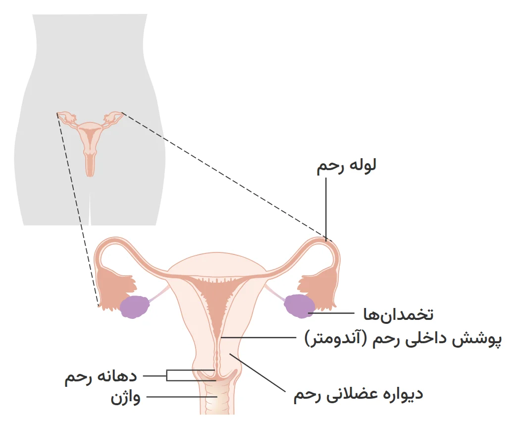 نمودار دستگاه تناسلی زنانه: پوشش داخلی رحم (آندومتر)، دیواره عضلانی رحم، دهانه رحم، تخمدانها، لولههای رحم و واژن